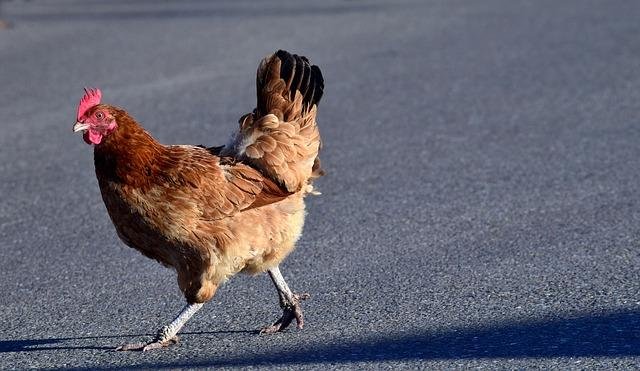 Meilleur chicken road à France